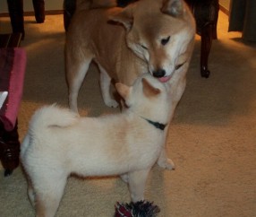 开云体育平台APP-冰原与热土的对决，迪亚斯关键时刻的救赎，南非如何绝境逢生